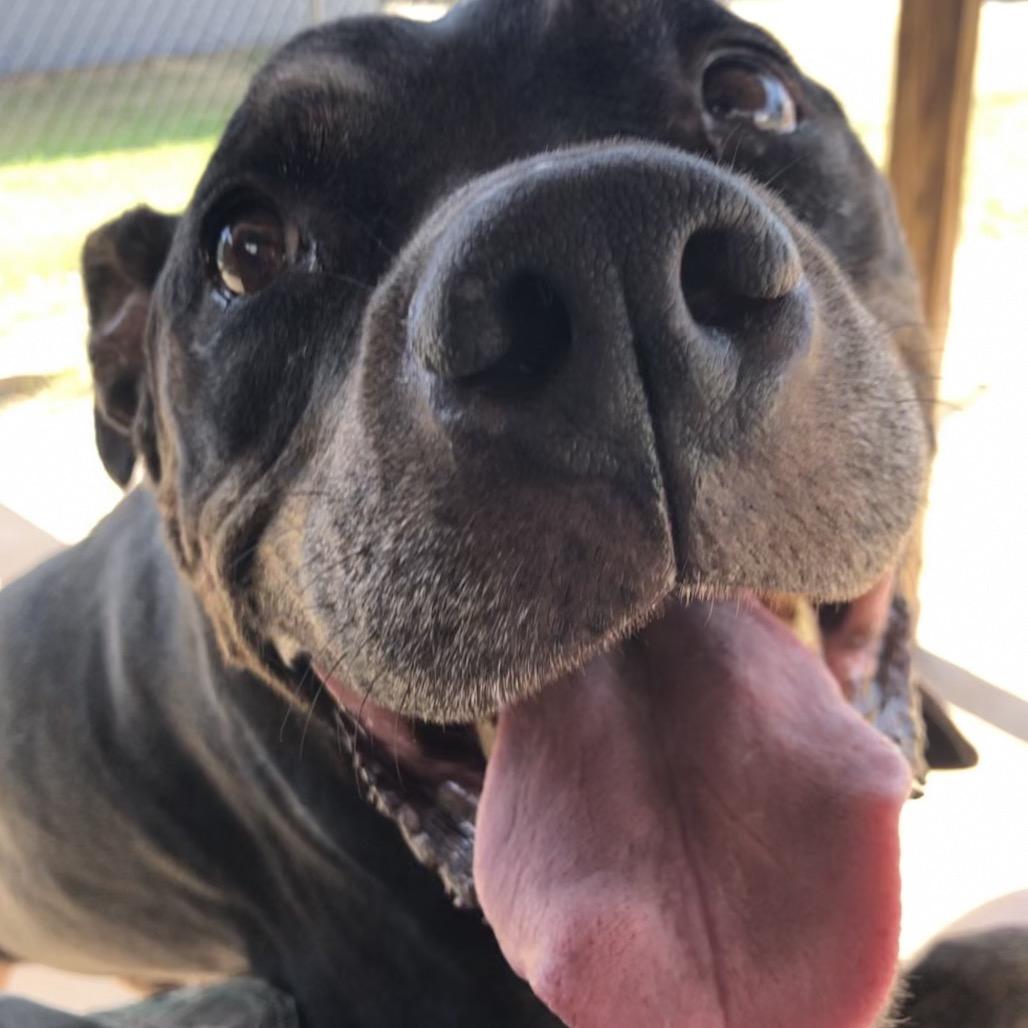 Nelson, Adoptable, Senior Male Pit Bull Terrier.