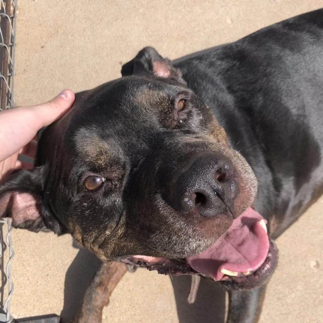 Enlarge Nelson, a Adoptable Pit Bull Terrier in Kingman, KS image 2/3