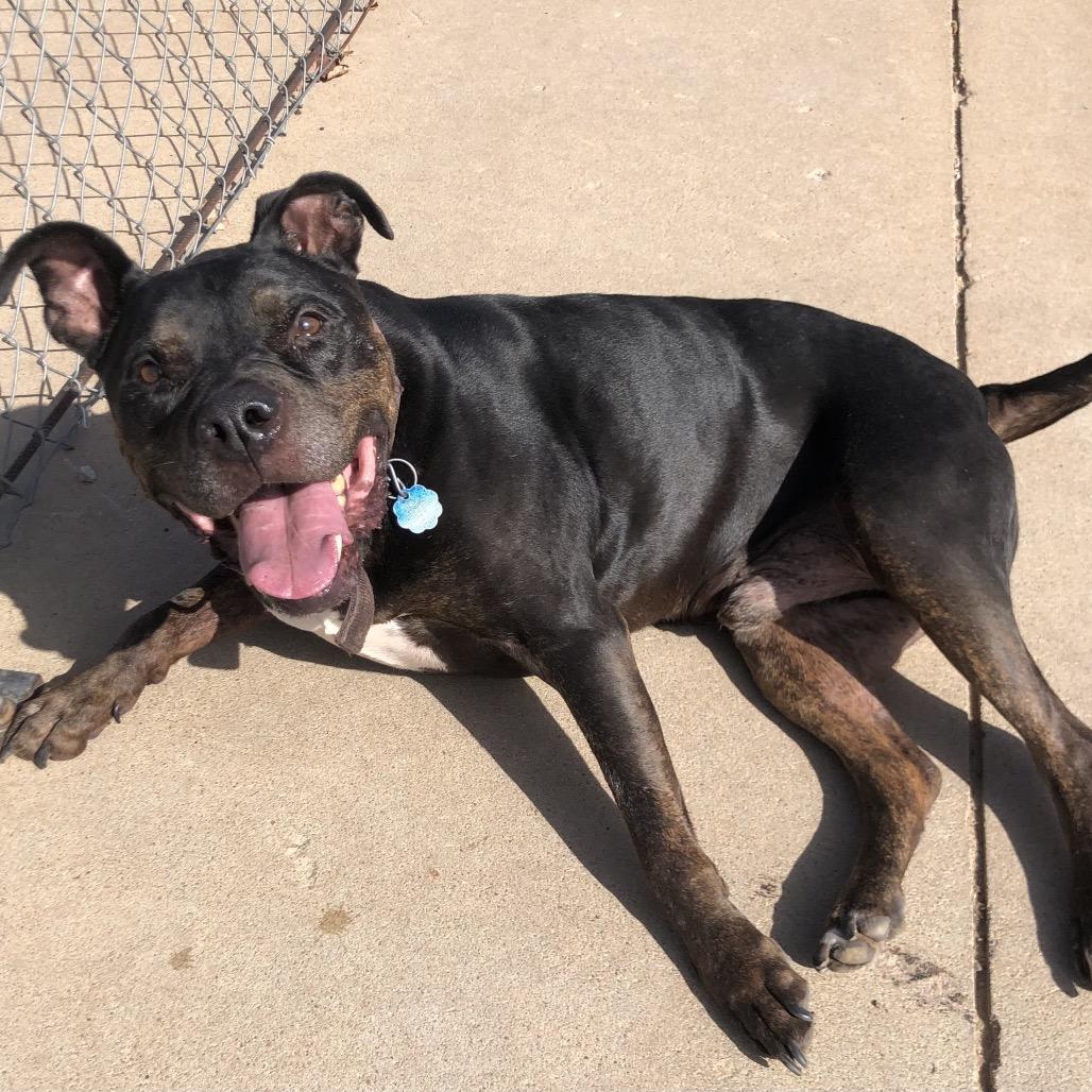 Enlarge Nelson, a Adoptable Pit Bull Terrier in Kingman, KS image 3/3