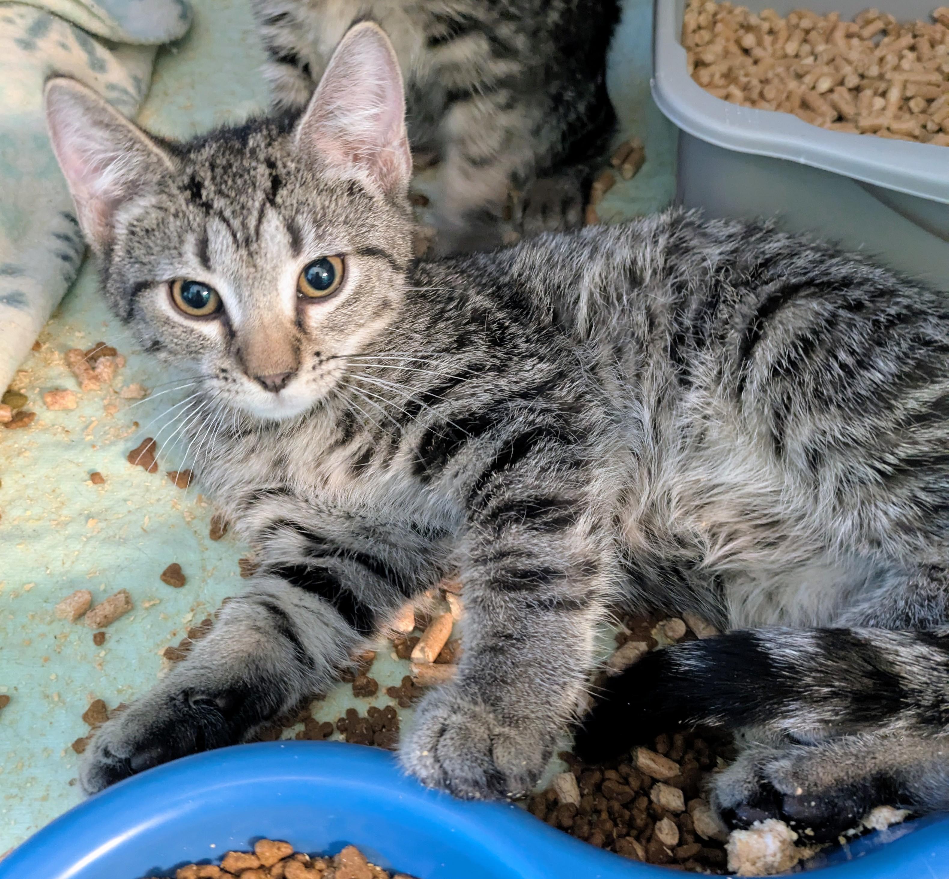 Darla, Adoptable, Young Female Domestic Short Hair.