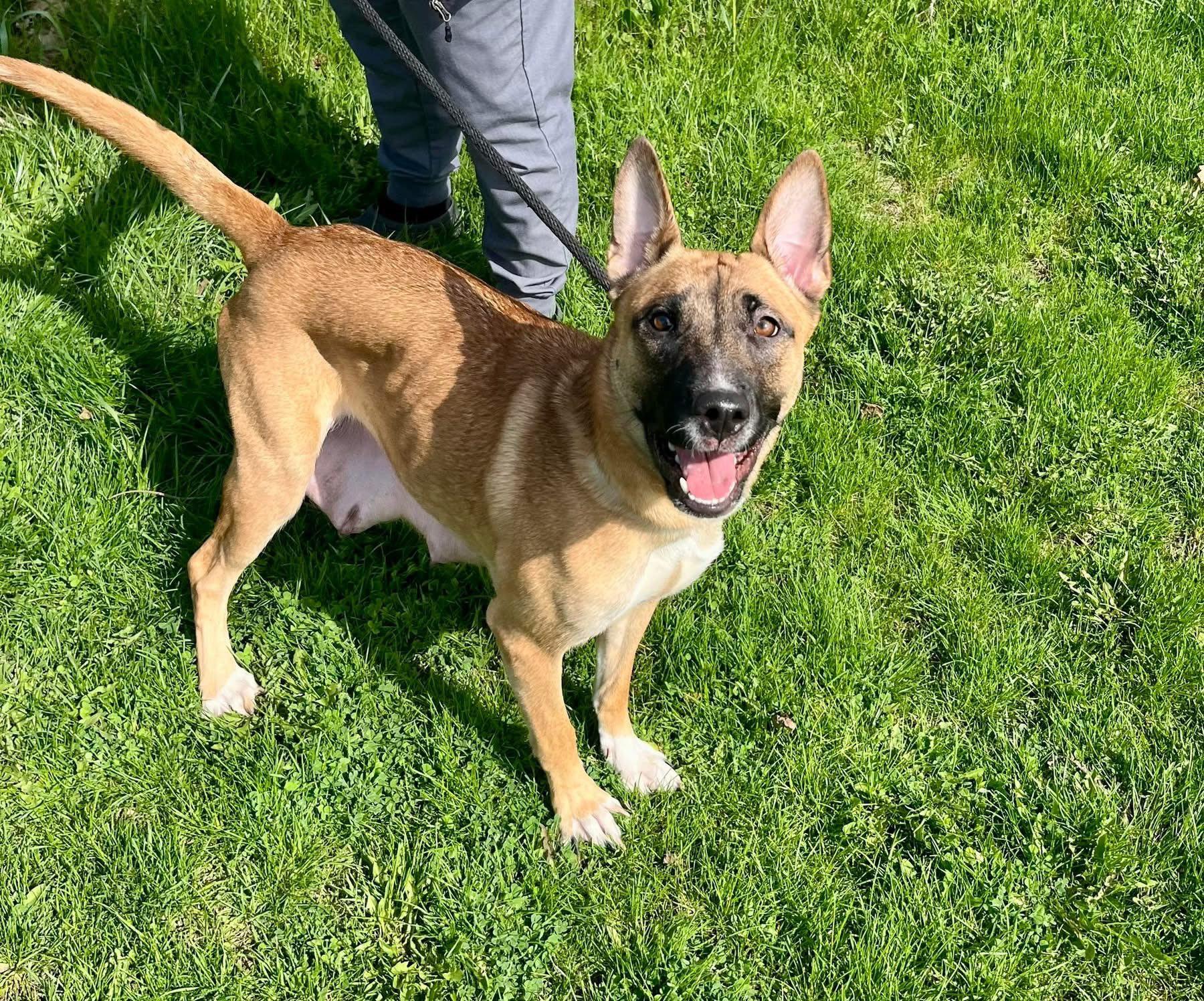 RUBY (FOSTER OR FOSTER TO ADOPT), ADOPTABLE, Adult Female Belgian Shepherd / Malinois.