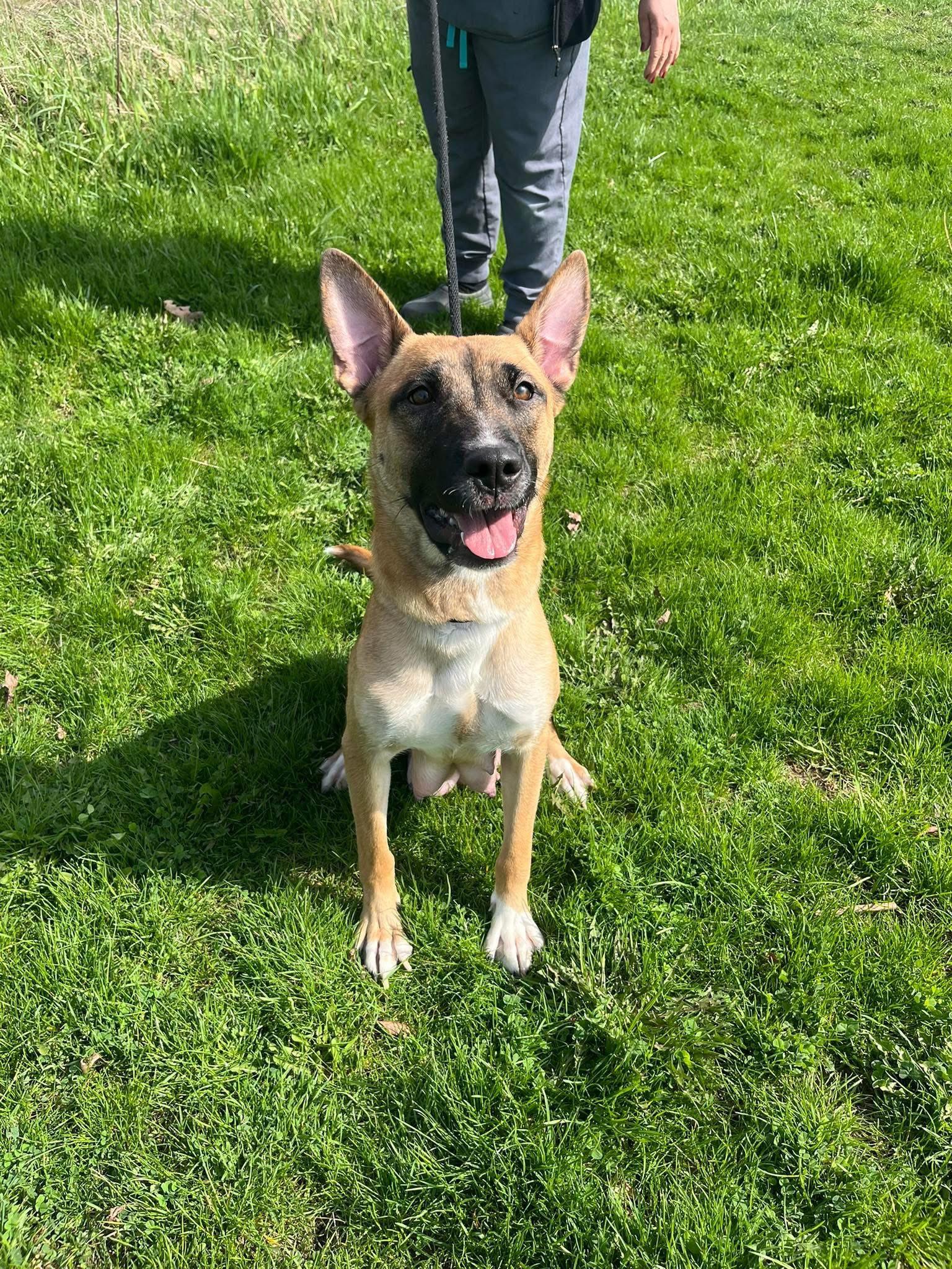RUBY (FOSTER OR FOSTER TO ADOPT), a ADOPTABLE mixed breed in Ajax, ON image 3/5