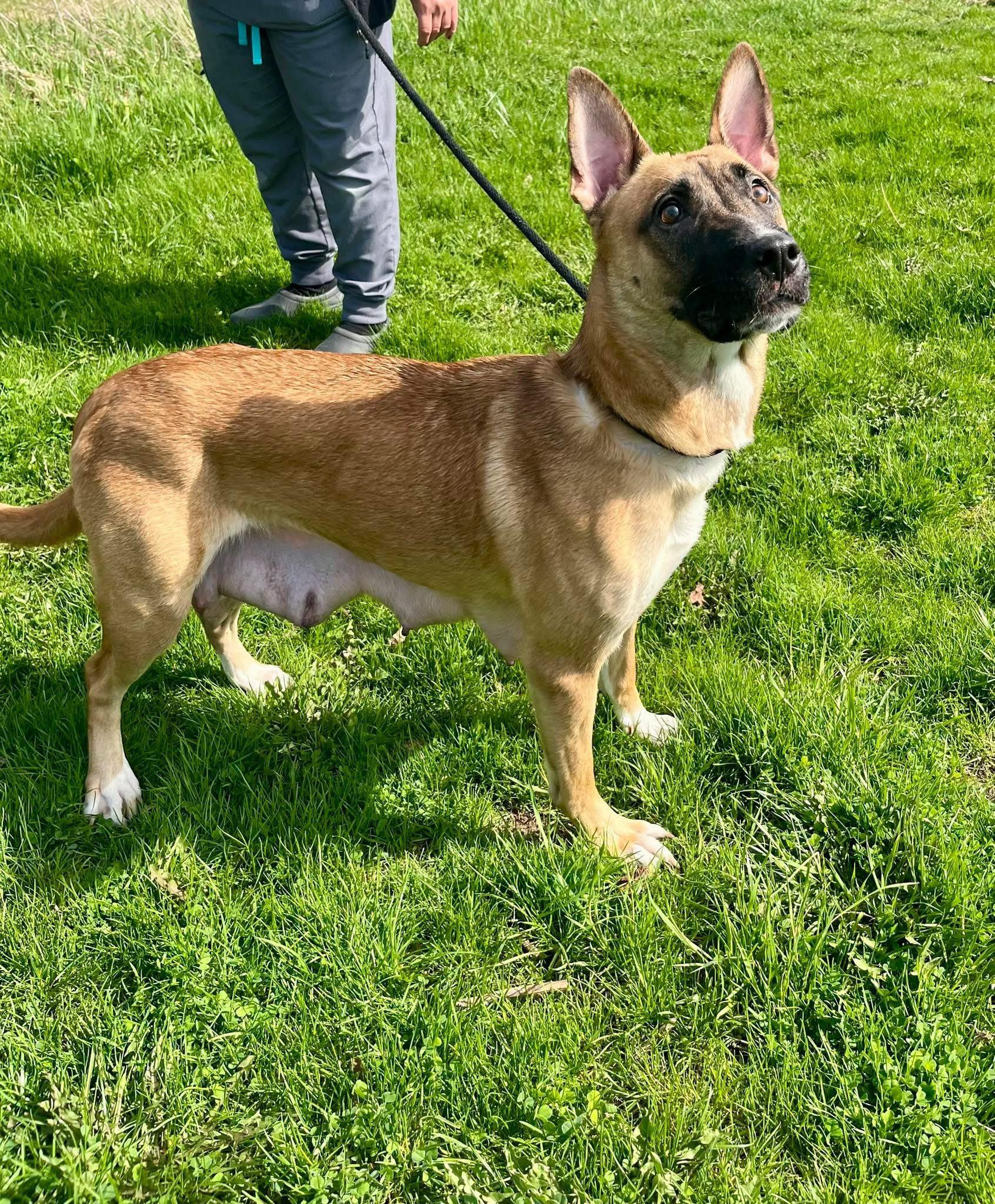 RUBY (FOSTER OR FOSTER TO ADOPT), a ADOPTABLE mixed breed in Ajax, ON image 2/5