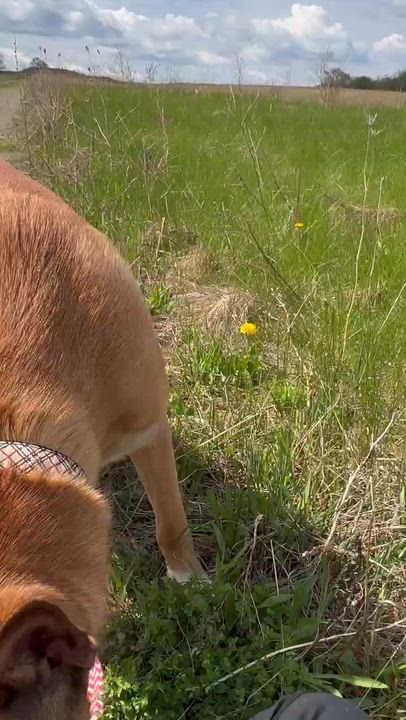 Enlarge RUBY (FOSTER OR FOSTER TO ADOPT), a ADOPTABLE mixed breed in Ajax, ON video 5/5