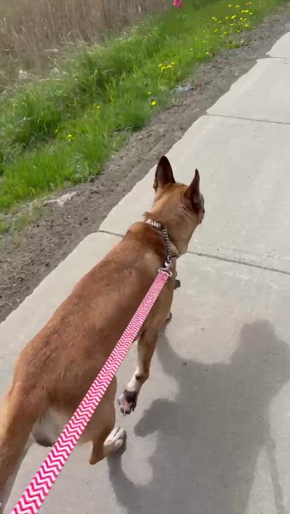 Enlarge RUBY (FOSTER OR FOSTER TO ADOPT), a ADOPTABLE mixed breed in Ajax, ON video 4/5