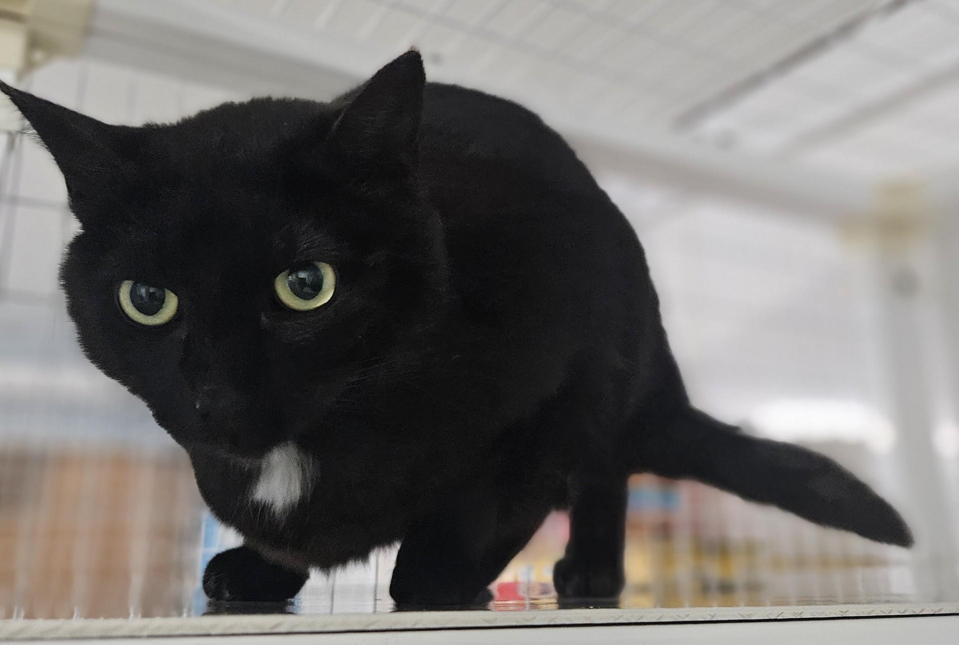 Enlarge Ukulele, a ADOPTABLE Domestic Short Hair in Claremont, NH image 1/1
