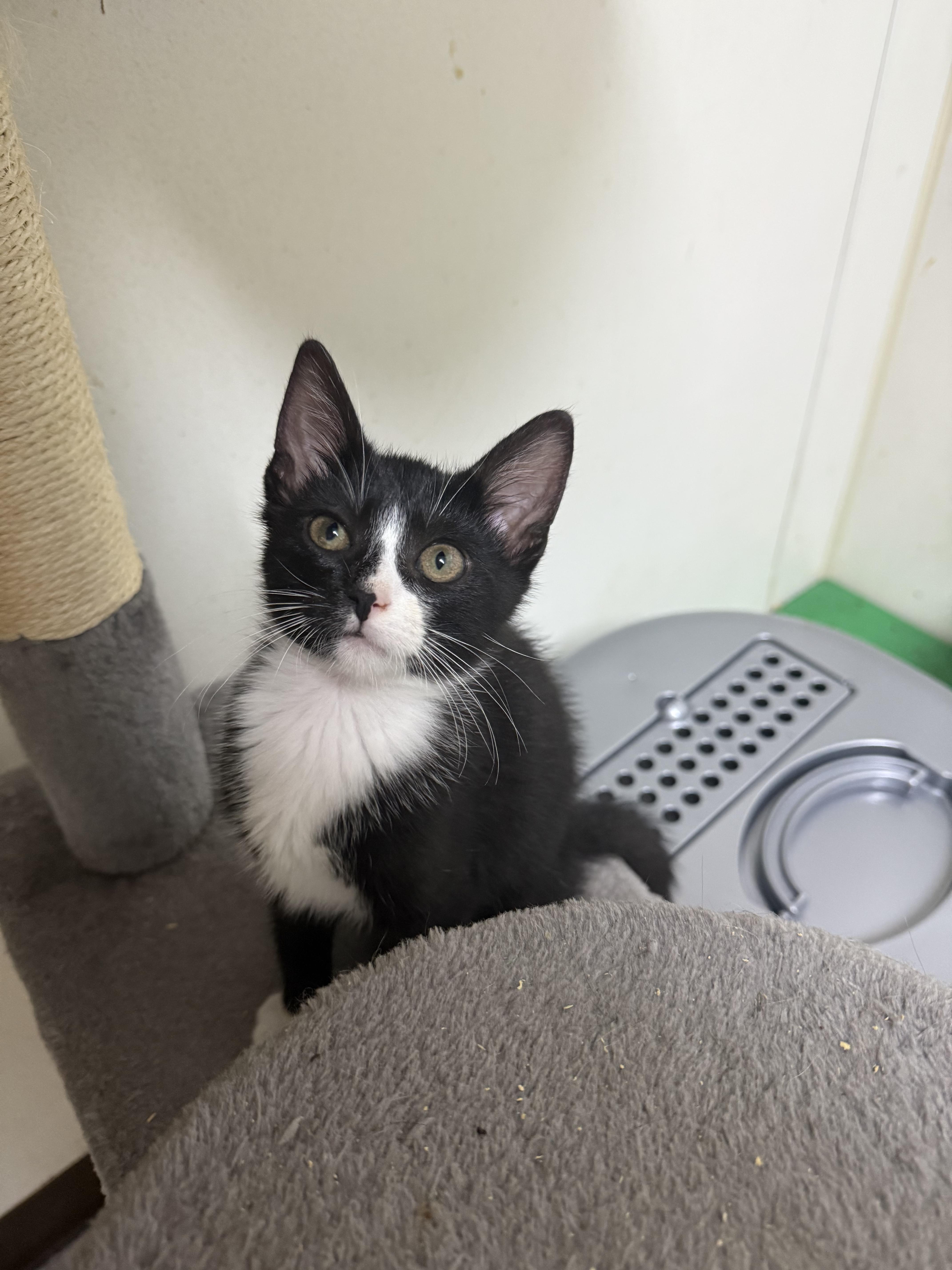 Frodo, ADOPTABLE, Kitten Male Domestic Short Hair.