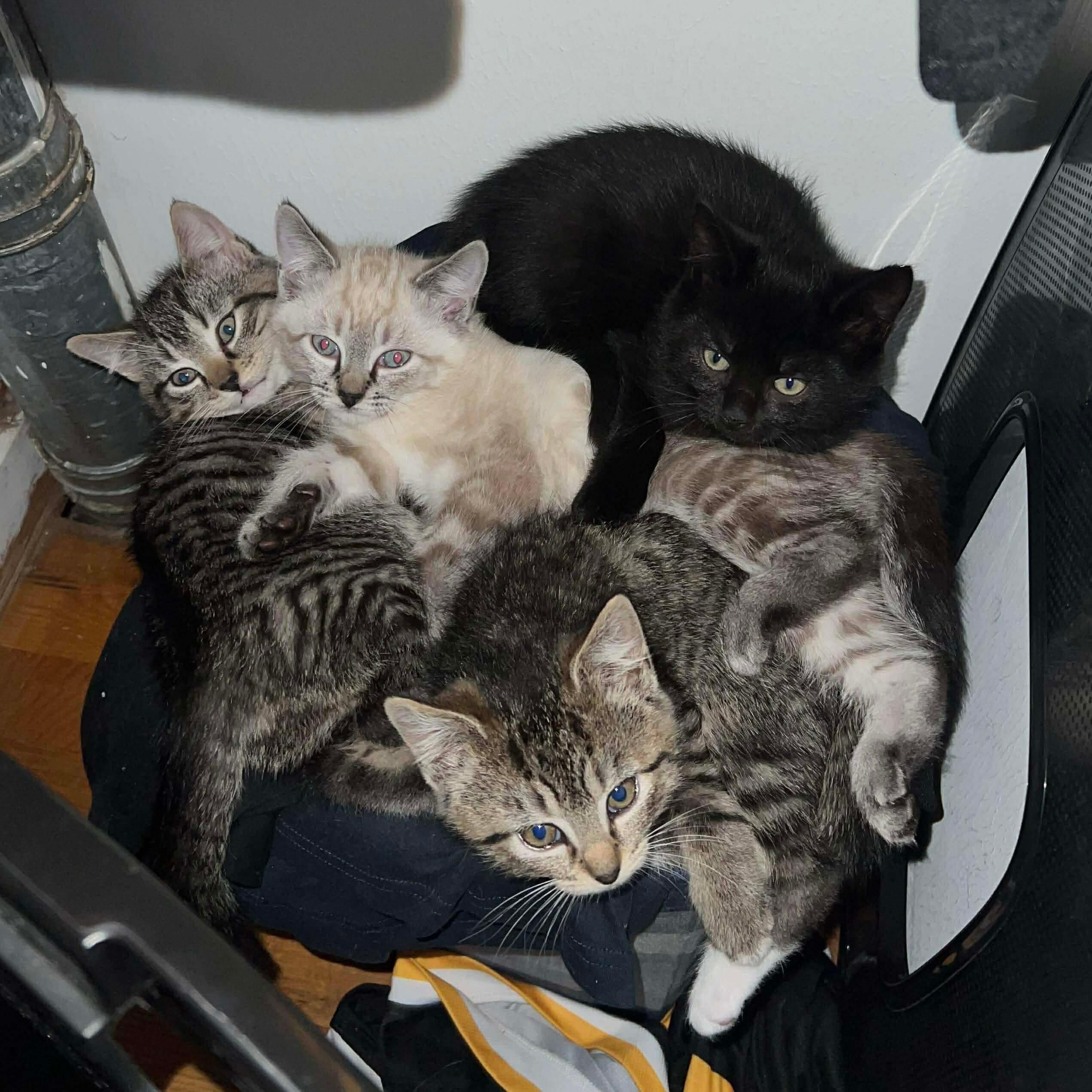 Enlarge Maia & her kittens, a Adoptable Domestic Short Hair in Waltham, MA image 1/1