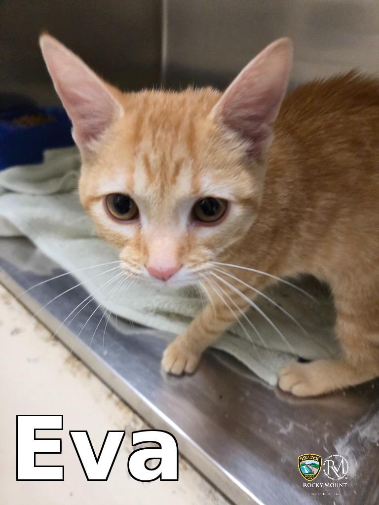 Enlarge Eva, a Adopted mixed breed in Rocky Mount, NC image 1/1