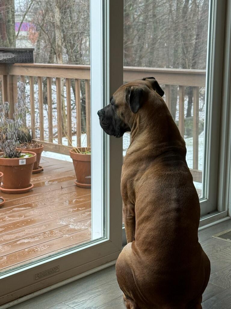 Chai/Courtesy Post, ADOPTABLE, Adult Female Boerboel.