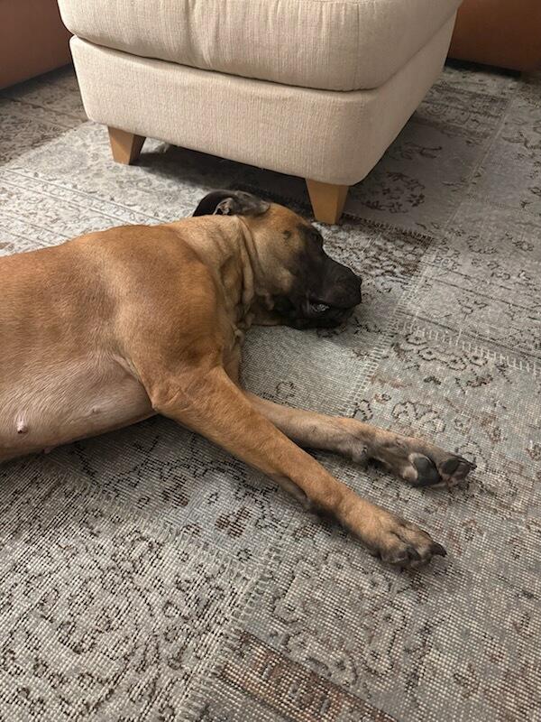 Chai/Courtesy Post, a ADOPTABLE Boerboel in Medfield, MA image 2/4