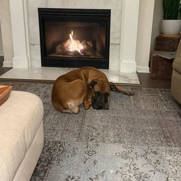 Chai/Courtesy Post, a ADOPTABLE Boerboel in Medfield, MA image 3/4