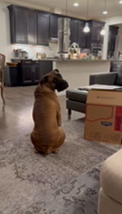 Enlarge Chai/Courtesy Post, a ADOPTABLE Boerboel in Medfield, MA video 4/4