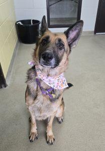 Enlarge Rylee, a ADOPTABLE German Shepherd Dog in Bucyrus, OH image 4/5