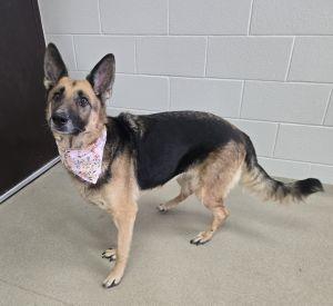 Enlarge Rylee, a ADOPTABLE German Shepherd Dog in Bucyrus, OH image 2/5