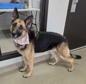Enlarge Rylee, a ADOPTABLE German Shepherd Dog in Bucyrus, OH image 3/5