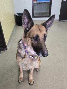 Enlarge Rylee, a ADOPTABLE German Shepherd Dog in Bucyrus, OH image 5/5