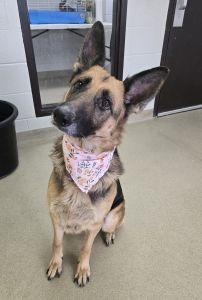 Enlarge Rylee, a ADOPTABLE German Shepherd Dog in Bucyrus, OH image 1/5