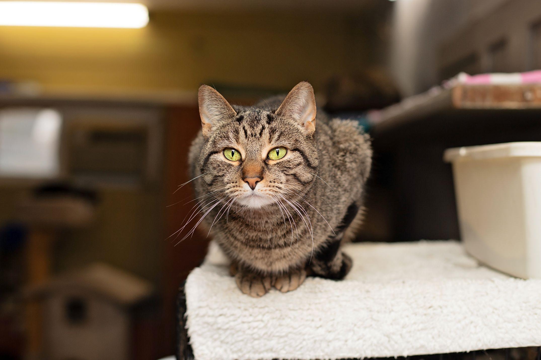 Enlarge Sienna, an adoptable Domestic Short Hair in Landenberg, PA image 2/3