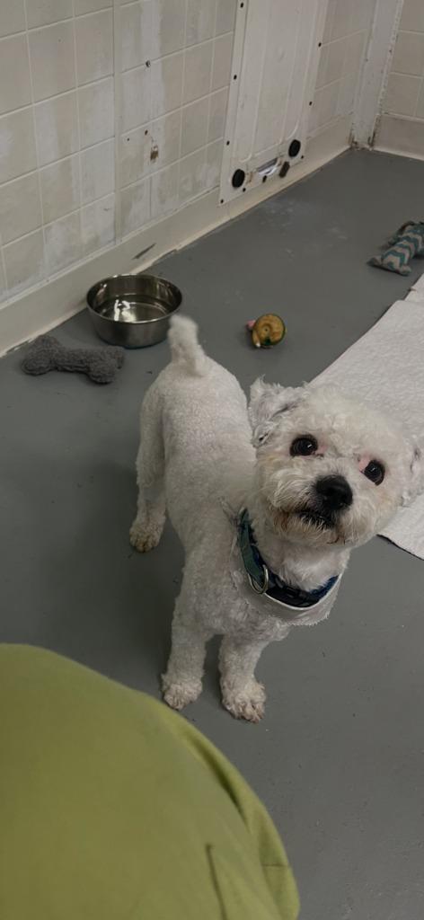 JACK, Adoptable, Adult Male Bichon Frise.
