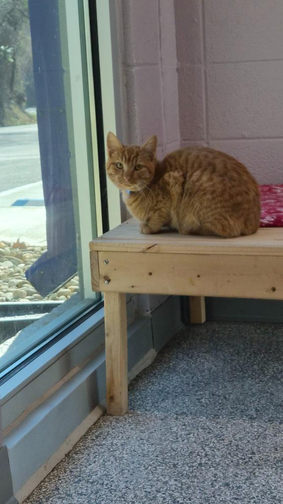 Murphy, Adoptable, Young Male Domestic Short Hair.