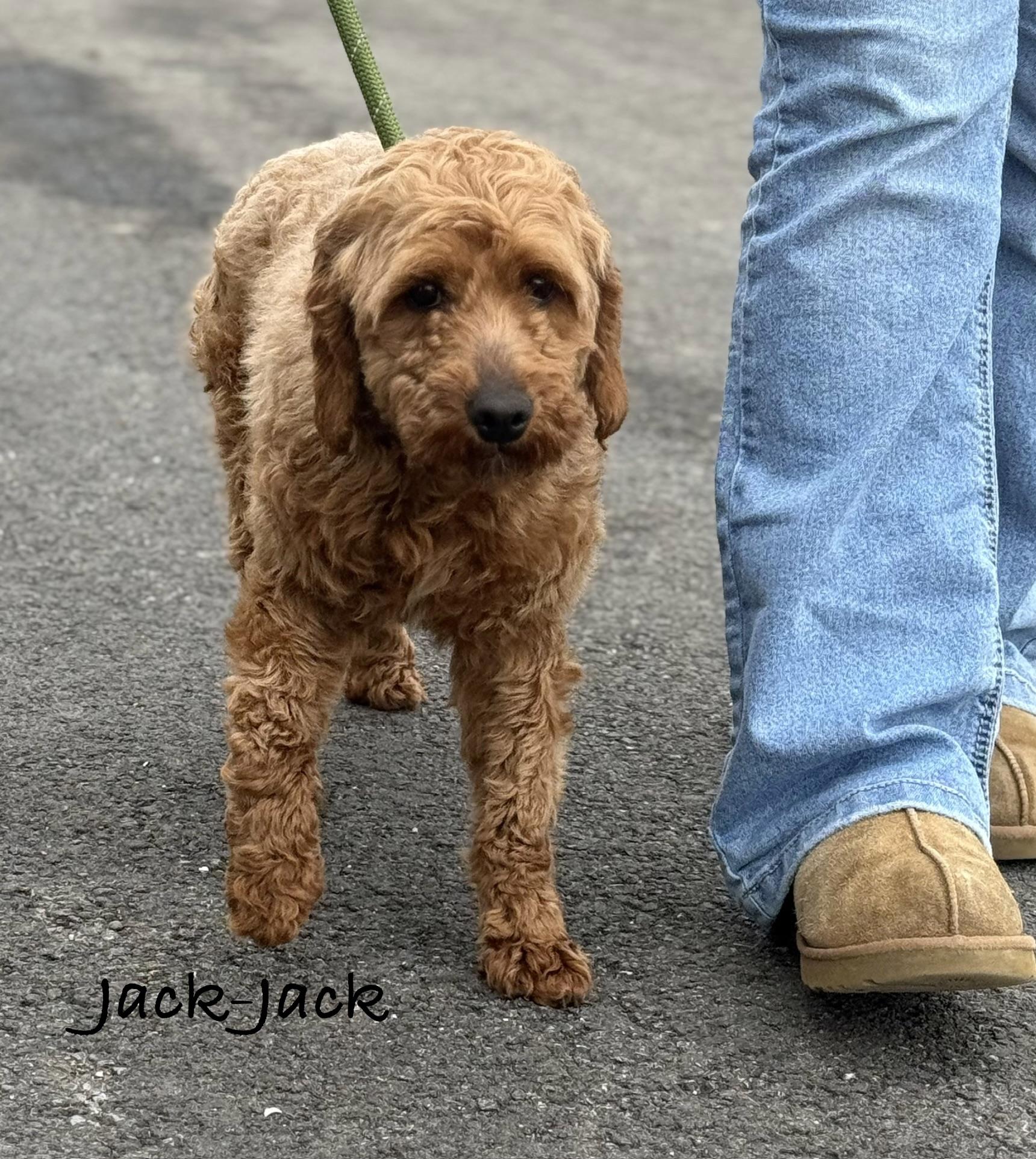 Enlarge JACK, an adopted Goldendoodle in Ashland, OH image 4/5