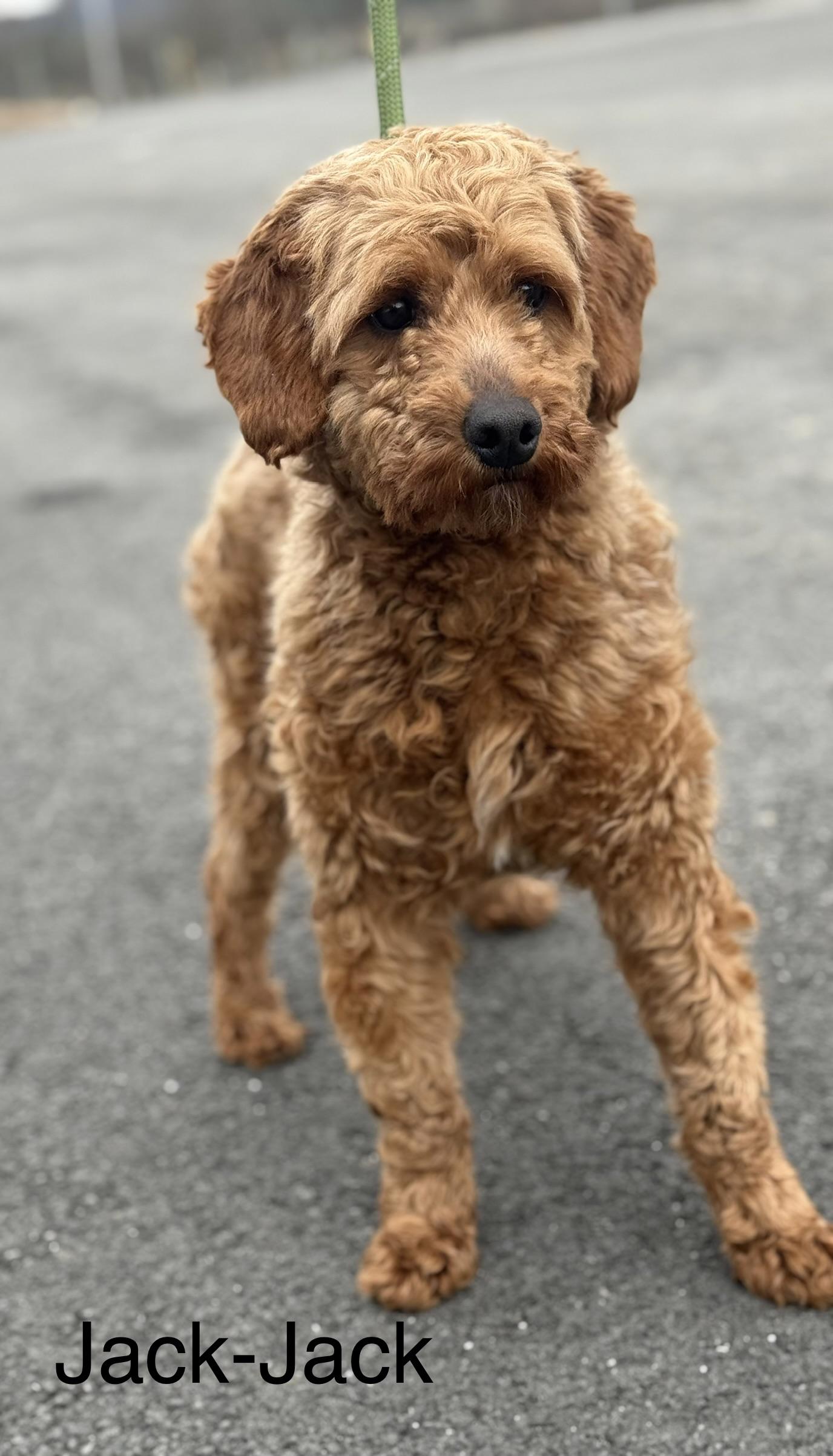 Enlarge JACK, an adopted Goldendoodle in Ashland, OH image 5/5
