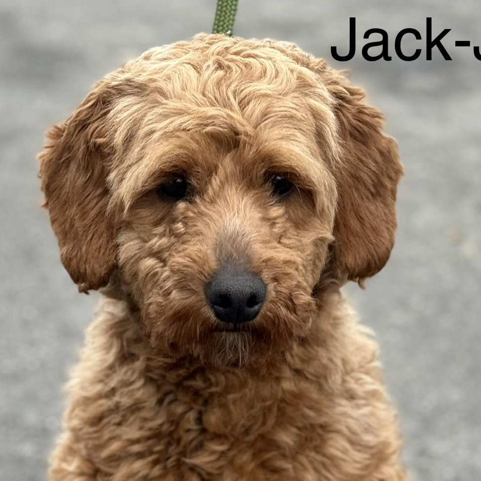 JACK, adopted, Young Male Goldendoodle.