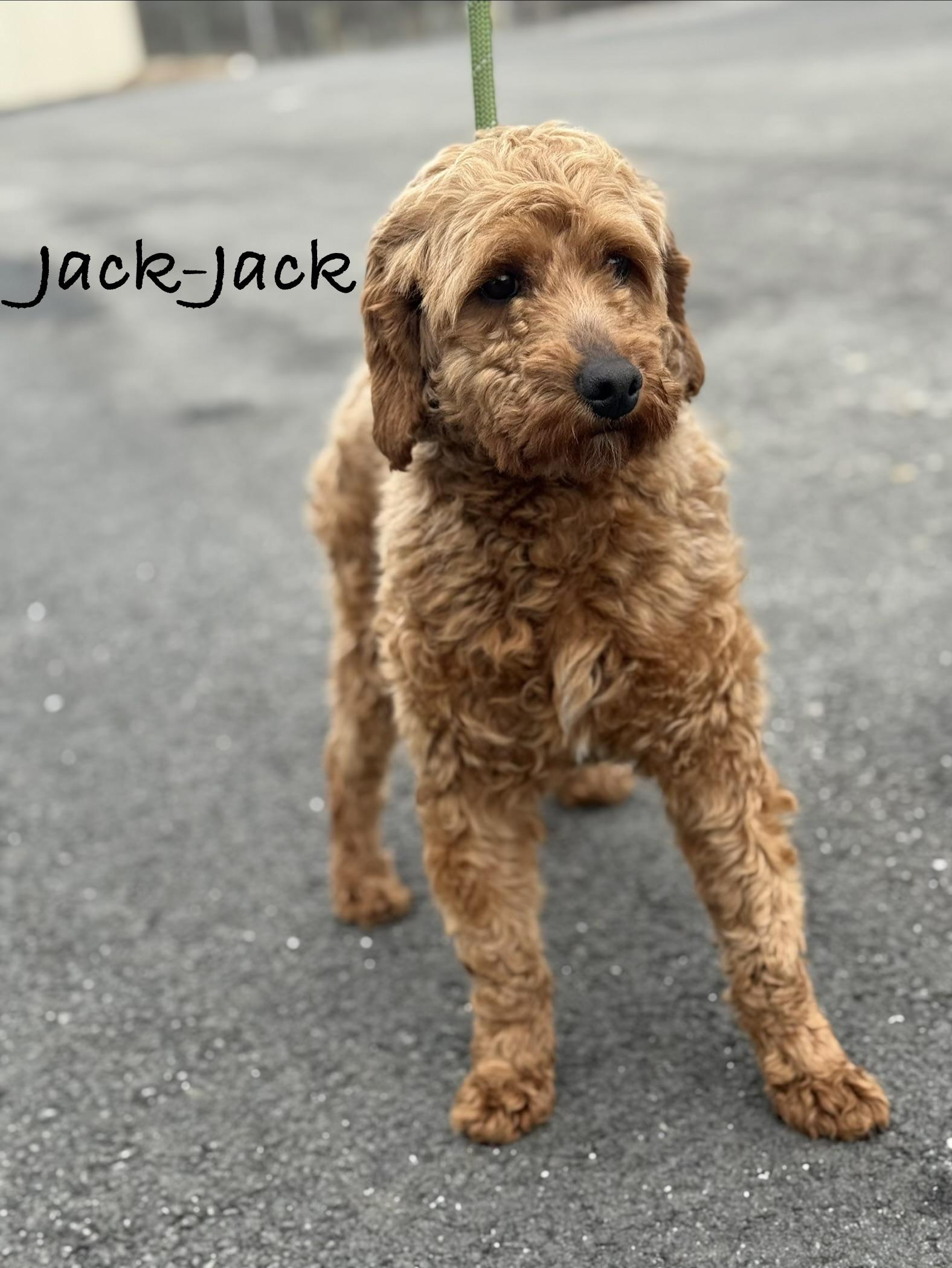 Enlarge JACK, an adopted Goldendoodle in Ashland, OH image 2/5