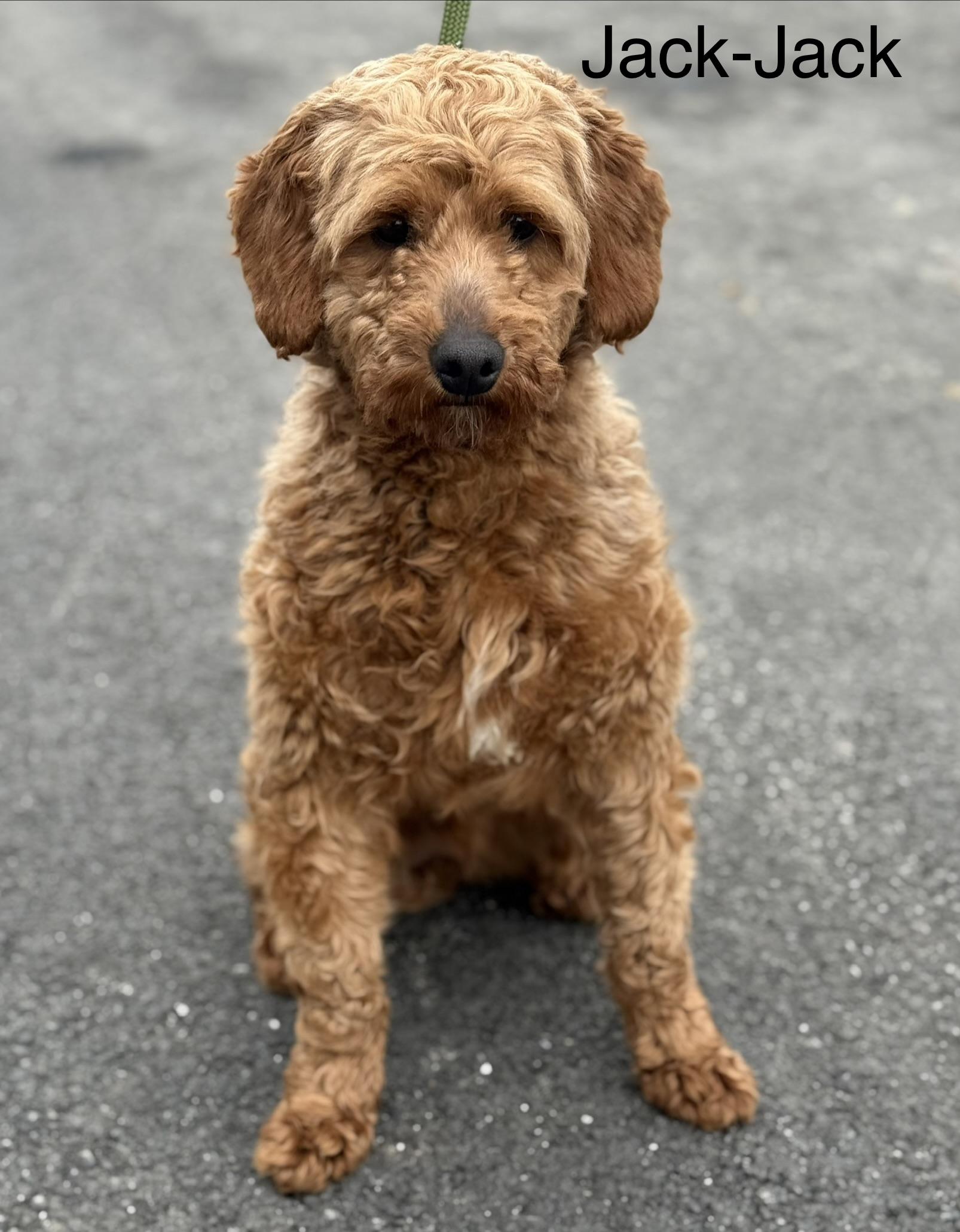 Enlarge JACK, an adopted Goldendoodle in Ashland, OH image 3/5