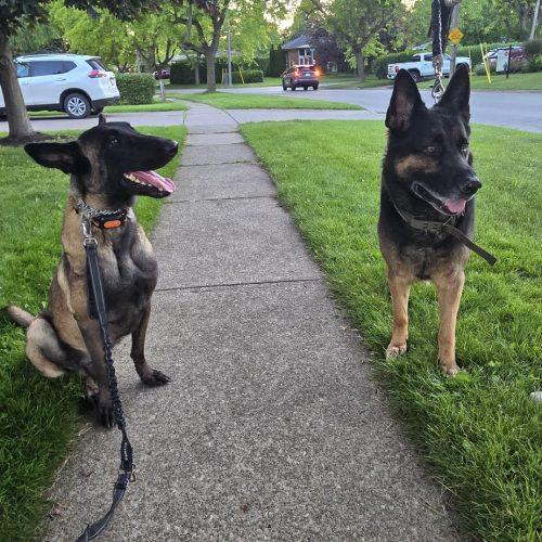 Hanna, Adoptable, Adult Female Belgian Shepherd / Malinois & Mixed Breed.
