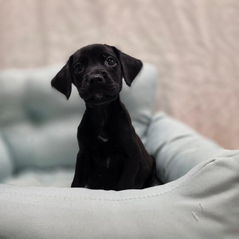 Burrito, Adoptable, Young Male Golden Retriever & American Bulldog.