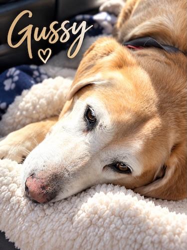 Enlarge Gussy, a Adoptable Yellow Labrador Retriever in Killingworth, CT image 2/3