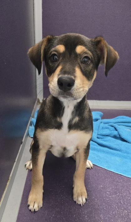 Lexie, Adoptable, Puppy Female Retriever & Shepherd.