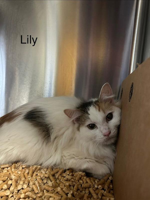 Lily, Adoptable, Adult Female Domestic Medium Hair.
