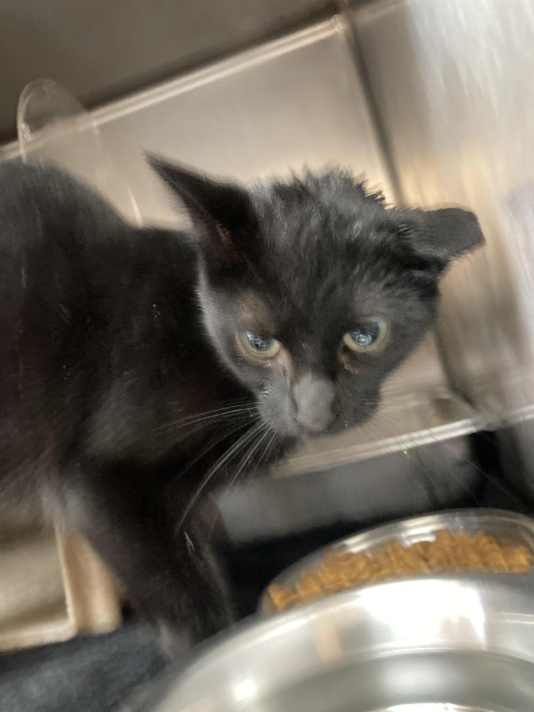 Dr. Harrod, Adoptable, Young Male Domestic Short Hair.