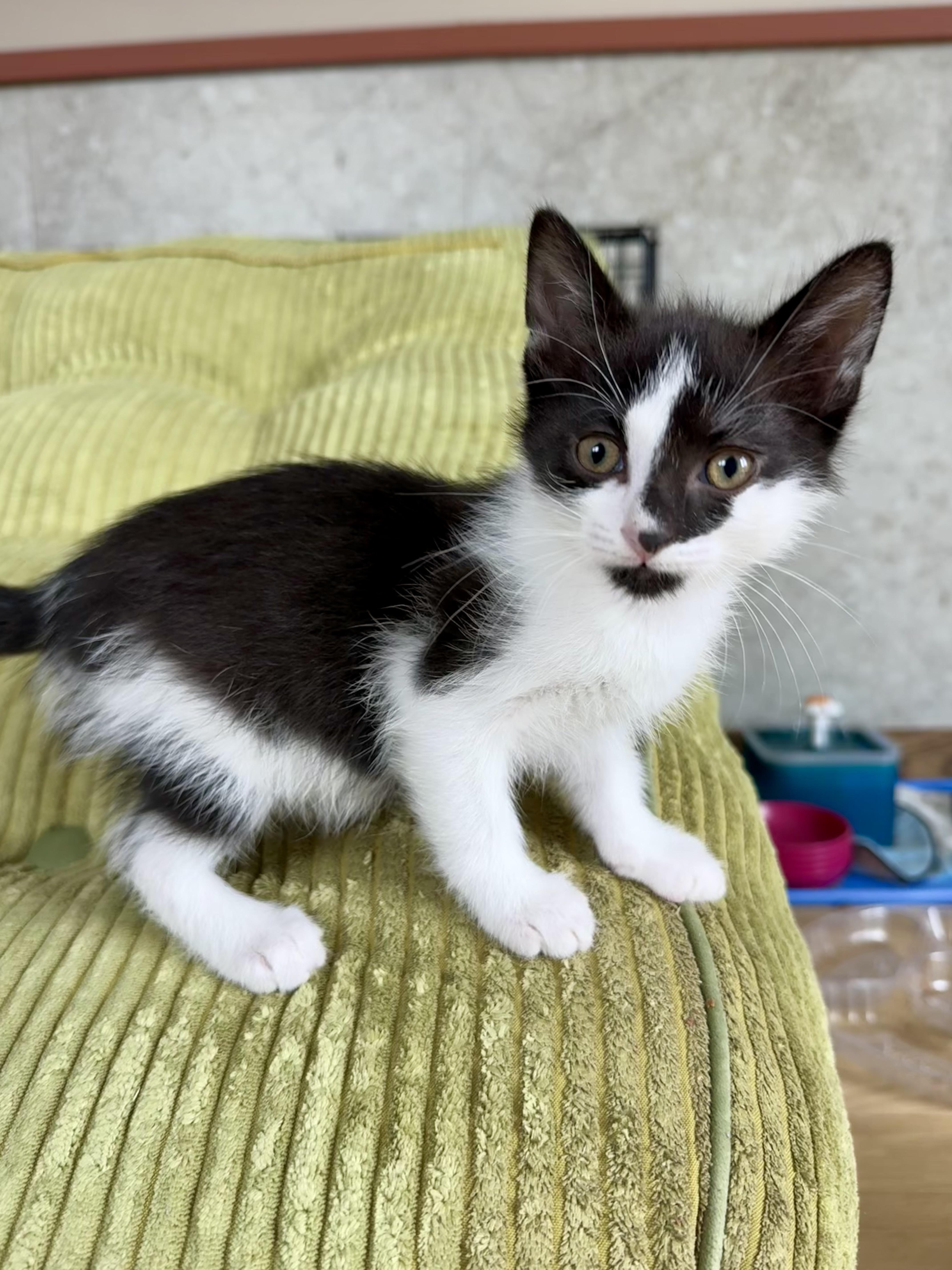 Tajin, an adopted Domestic Short Hair in Milwaukee, WI image 1/6