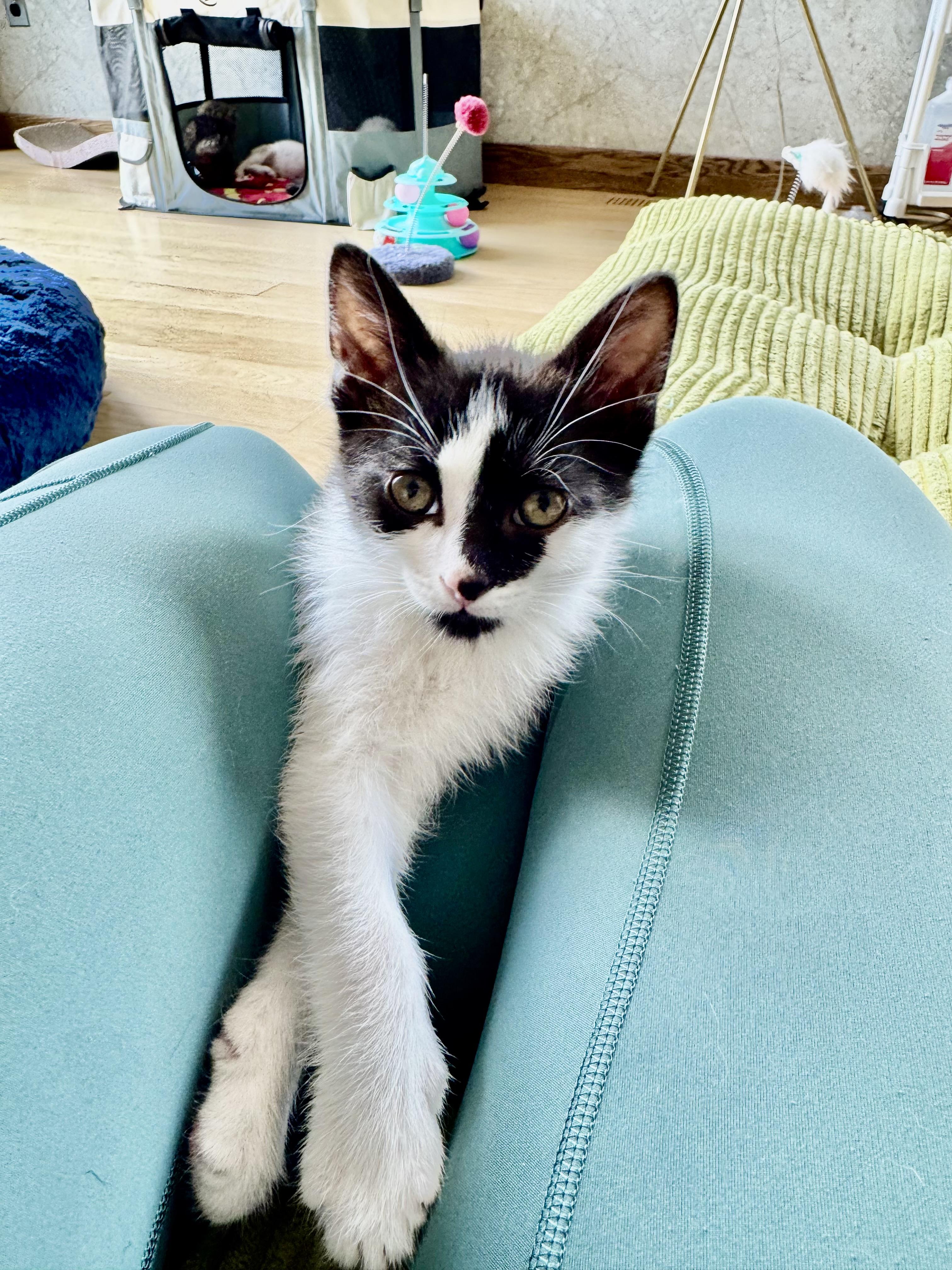 Tajin, an adopted Domestic Short Hair in Milwaukee, WI image 4/6