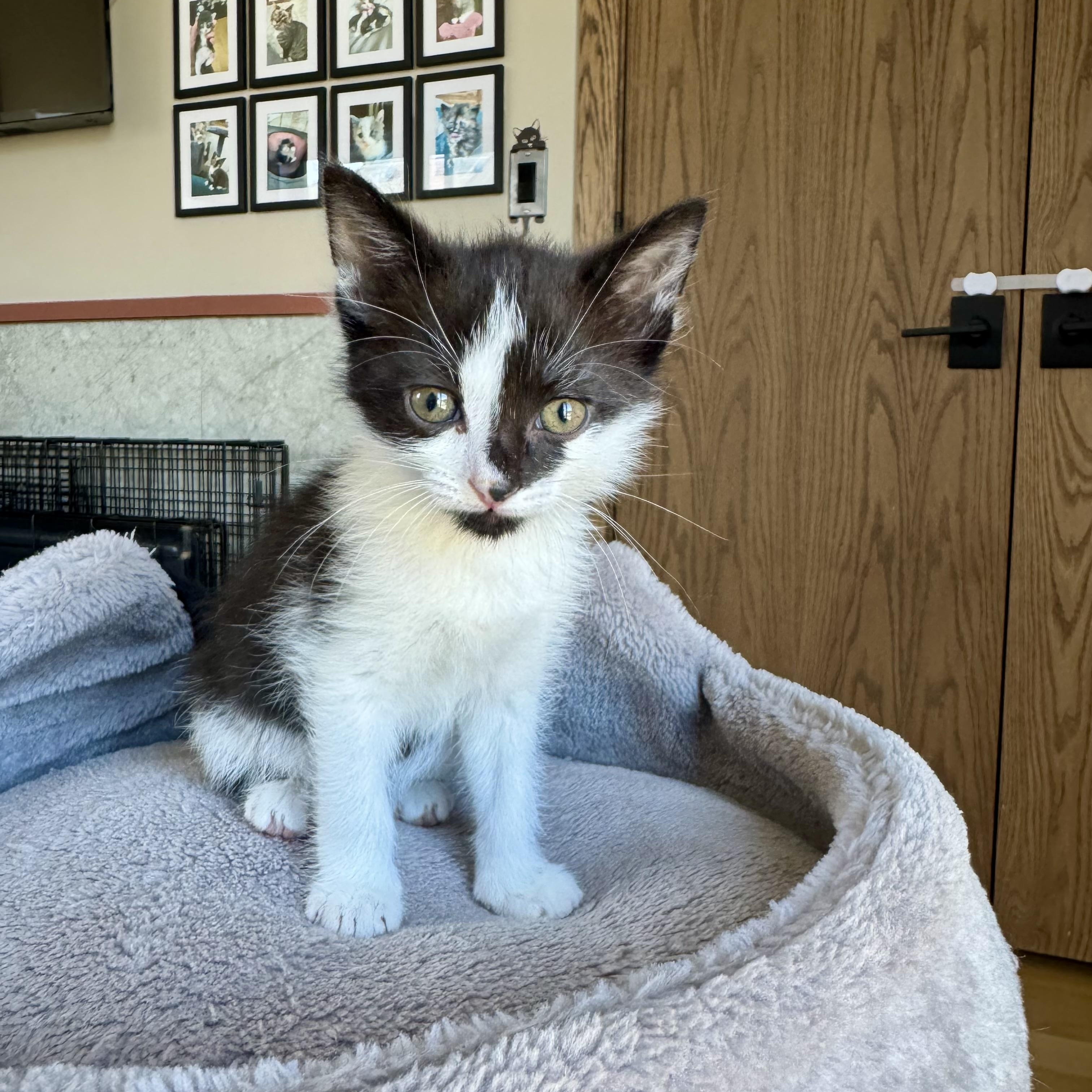 Tajin, an adopted Domestic Short Hair in Milwaukee, WI image 2/6