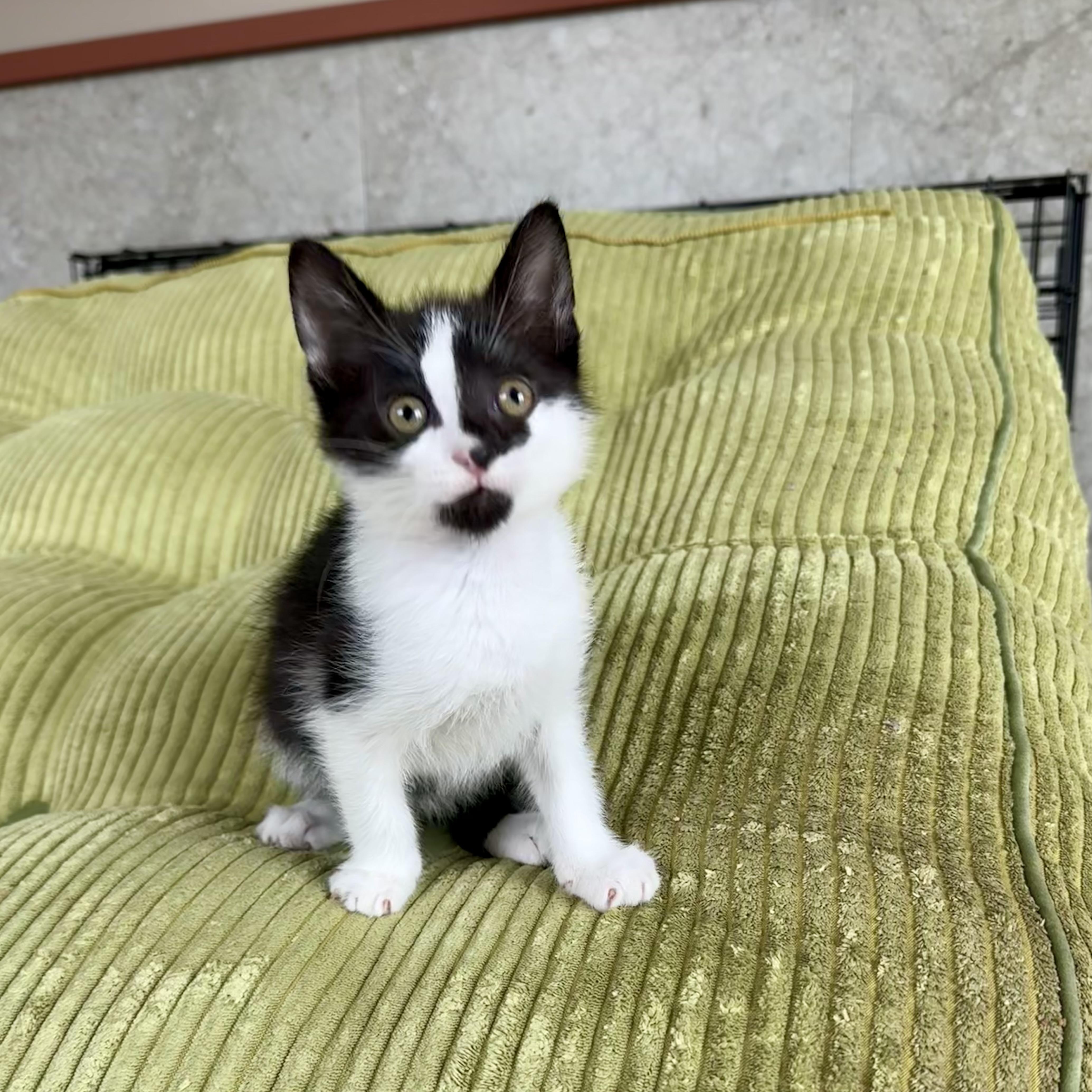Tajin, an adopted Domestic Short Hair in Milwaukee, WI image 6/6