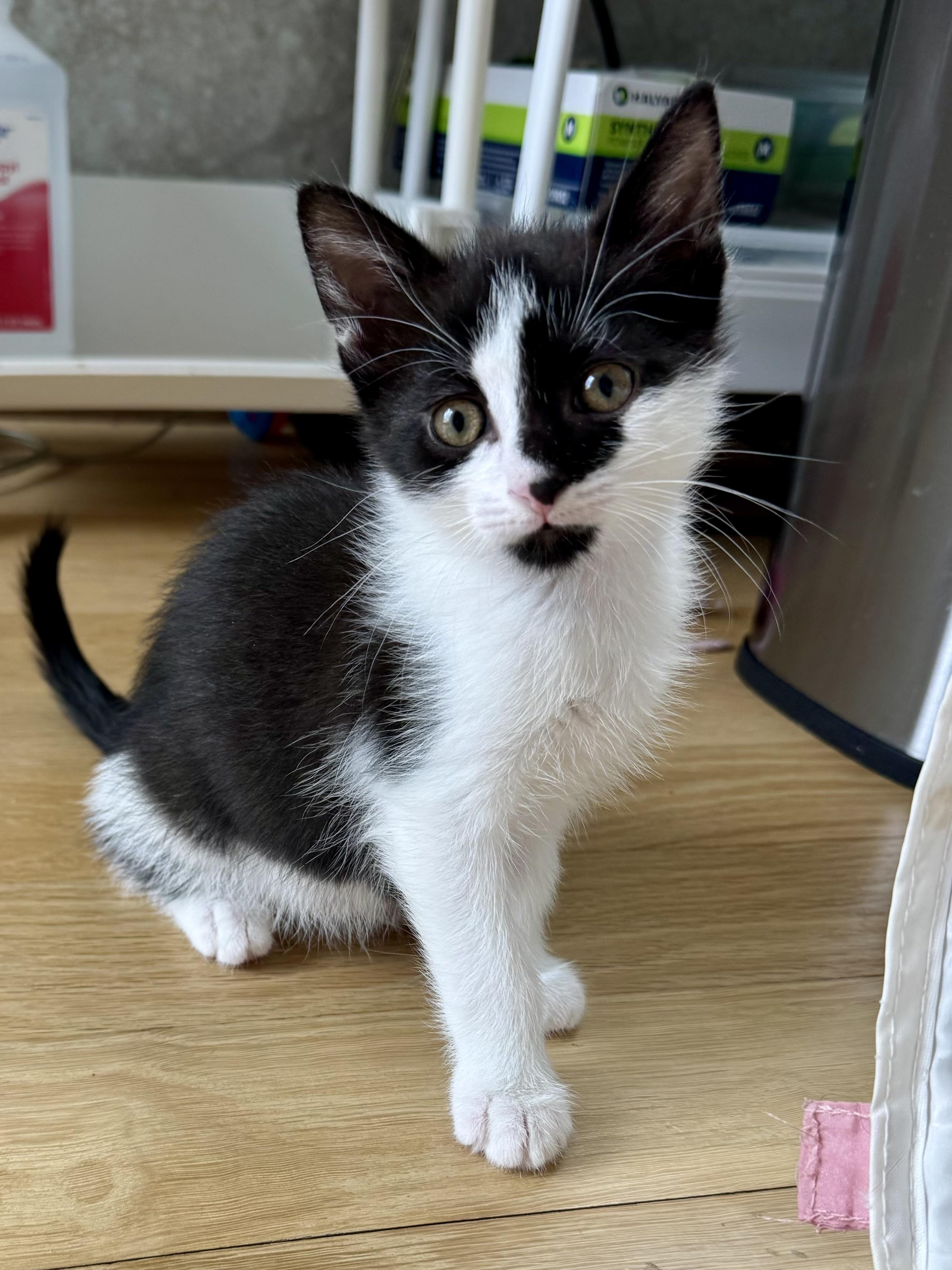 Tajin, an adopted Domestic Short Hair in Milwaukee, WI image 5/6