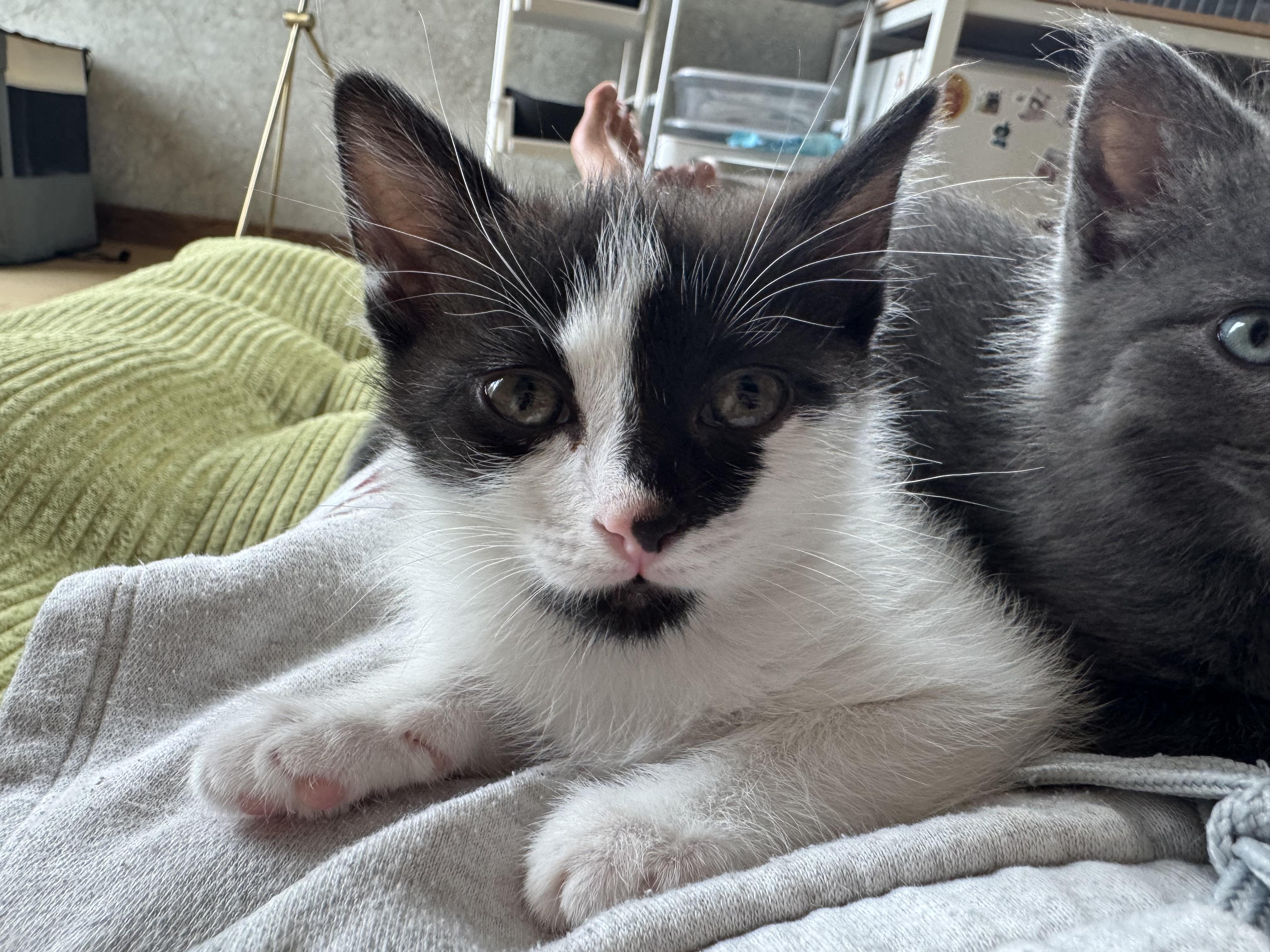 Tajin, an adopted Domestic Short Hair in Milwaukee, WI image 3/6