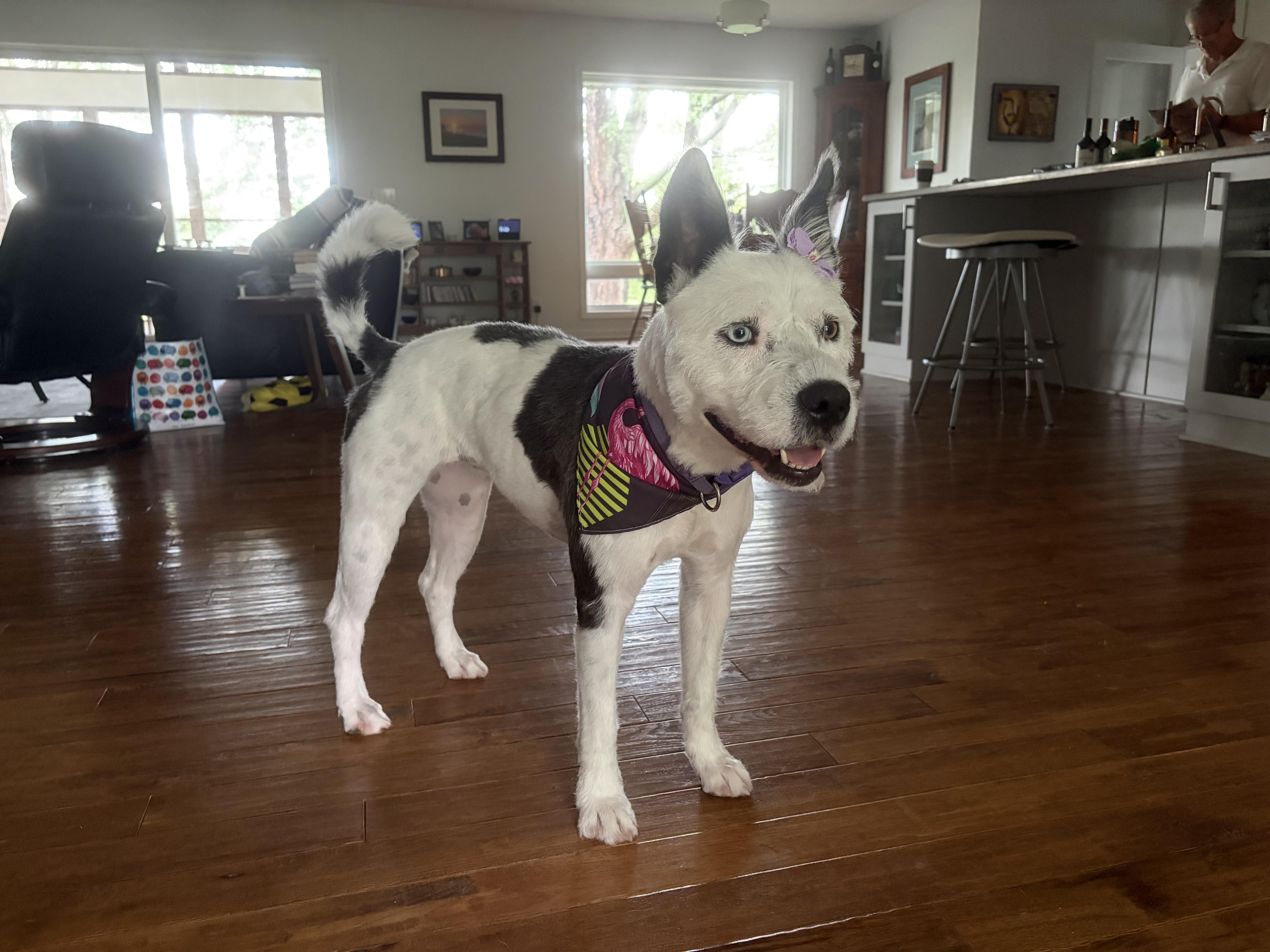 Piper, adopted, Adult Female Mixed Breed.