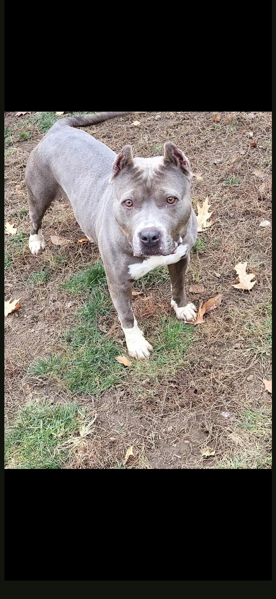 Enlarge Honey, a ADOPTABLE mixed breed in Macomb, MI image 1/1