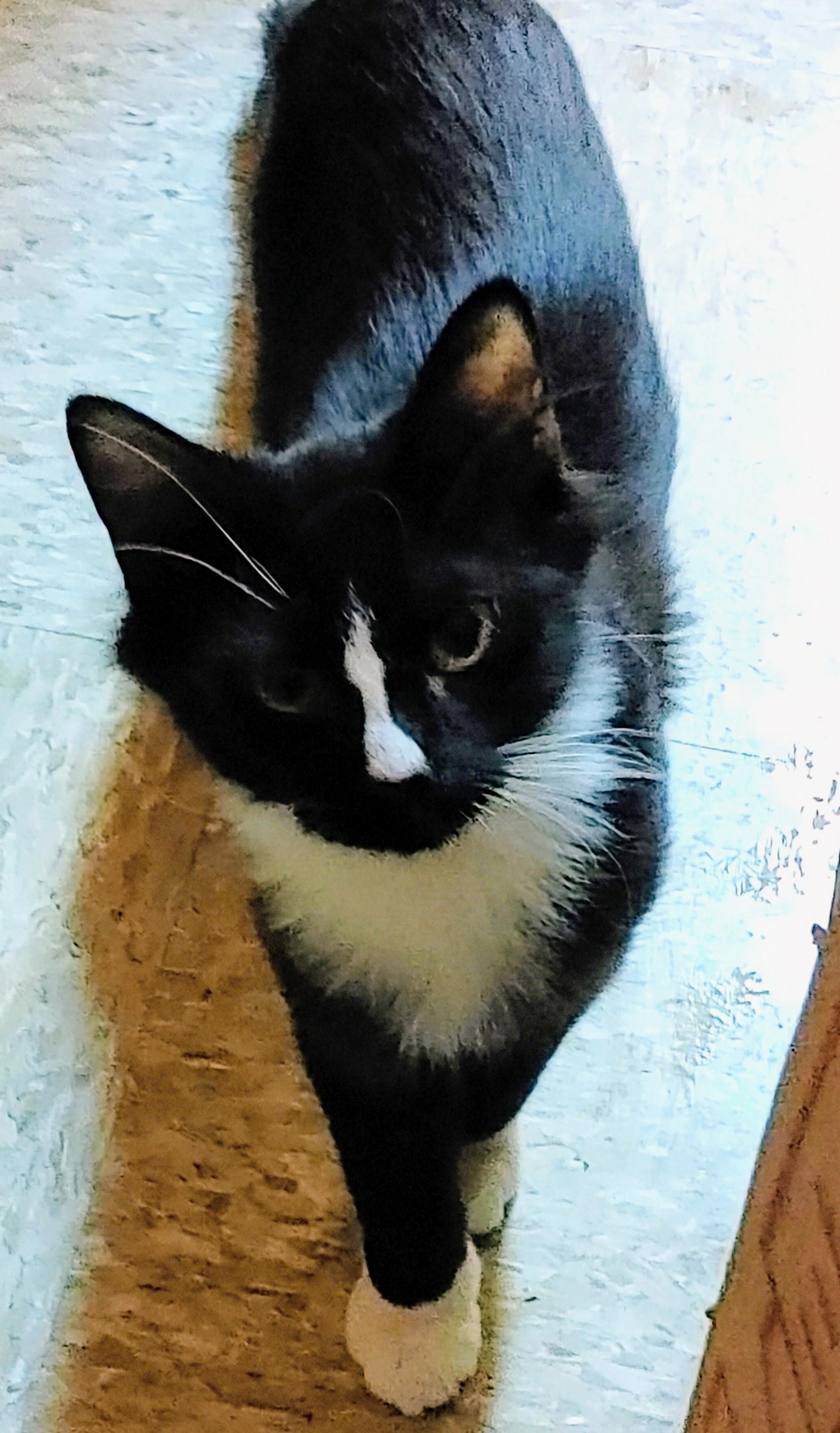 Arthur (bonded with Norma), a Adoptable Tuxedo in Waynesboro, VA image 2/6