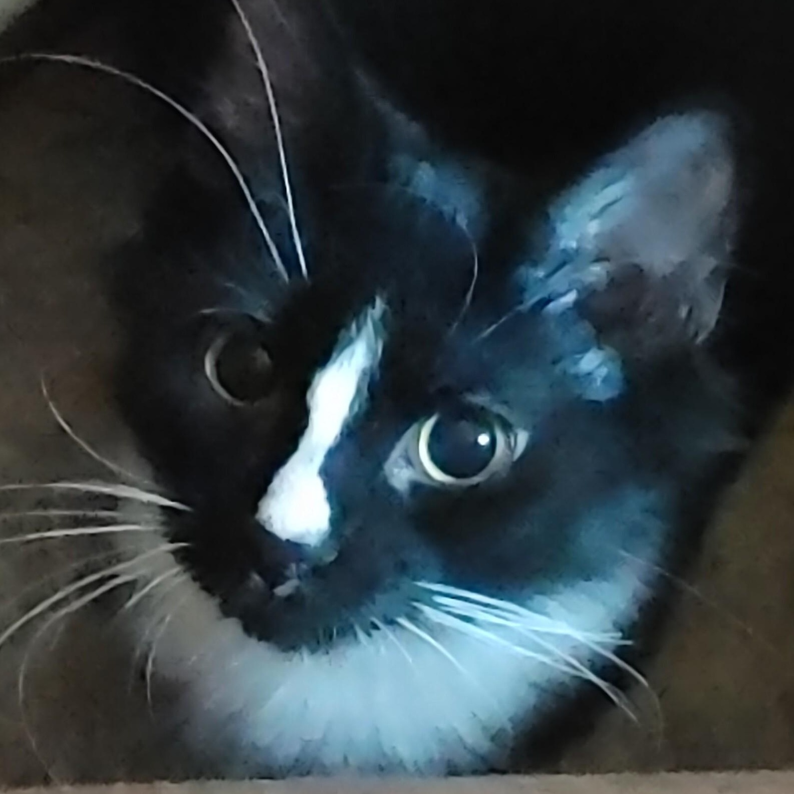 Arthur (bonded with Norma), Adoptable, Young Male Tuxedo.