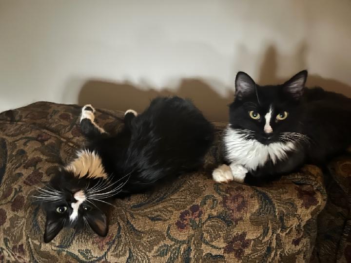 Arthur (bonded with Norma), a Adoptable Tuxedo in Waynesboro, VA image 5/6