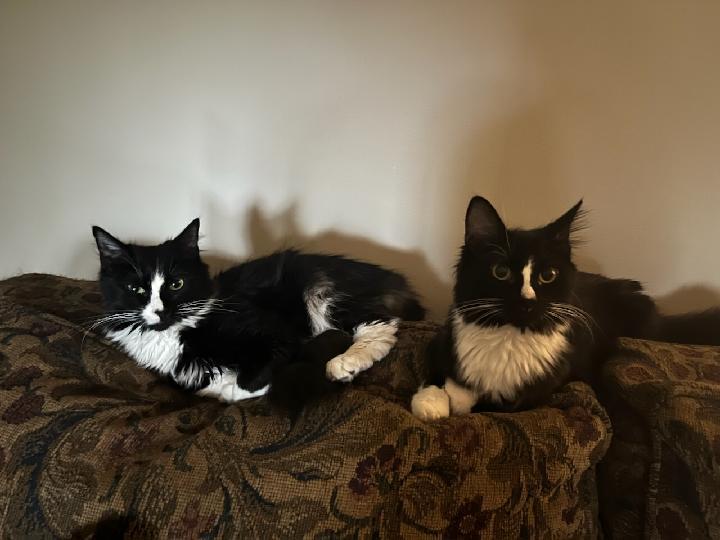 Arthur (bonded with Norma), a Adoptable Tuxedo in Waynesboro, VA image 4/6