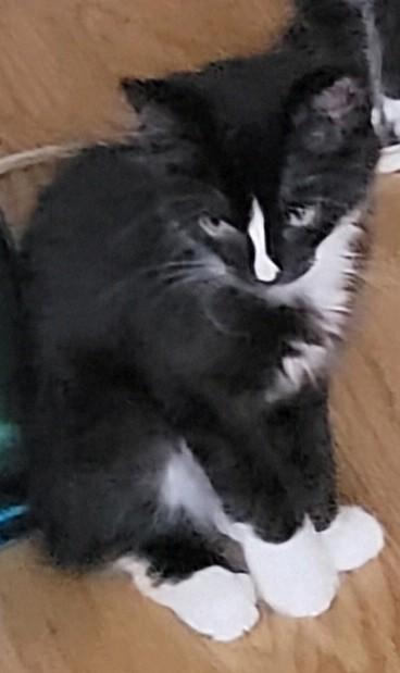Arthur (bonded with Norma), a Adoptable Tuxedo in Waynesboro, VA image 3/6