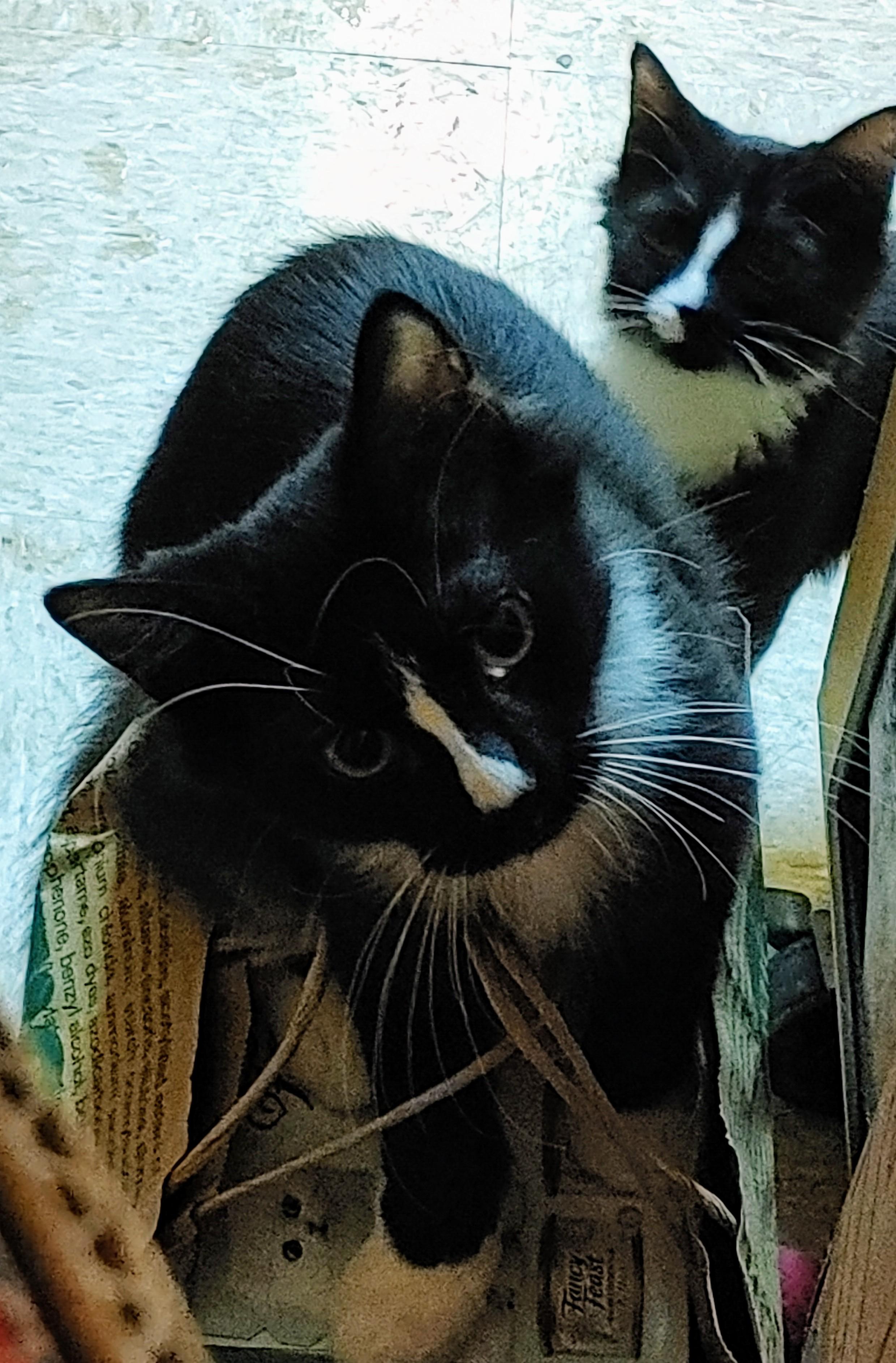 Arthur (bonded with Norma), a Adoptable Tuxedo in Waynesboro, VA image 6/6